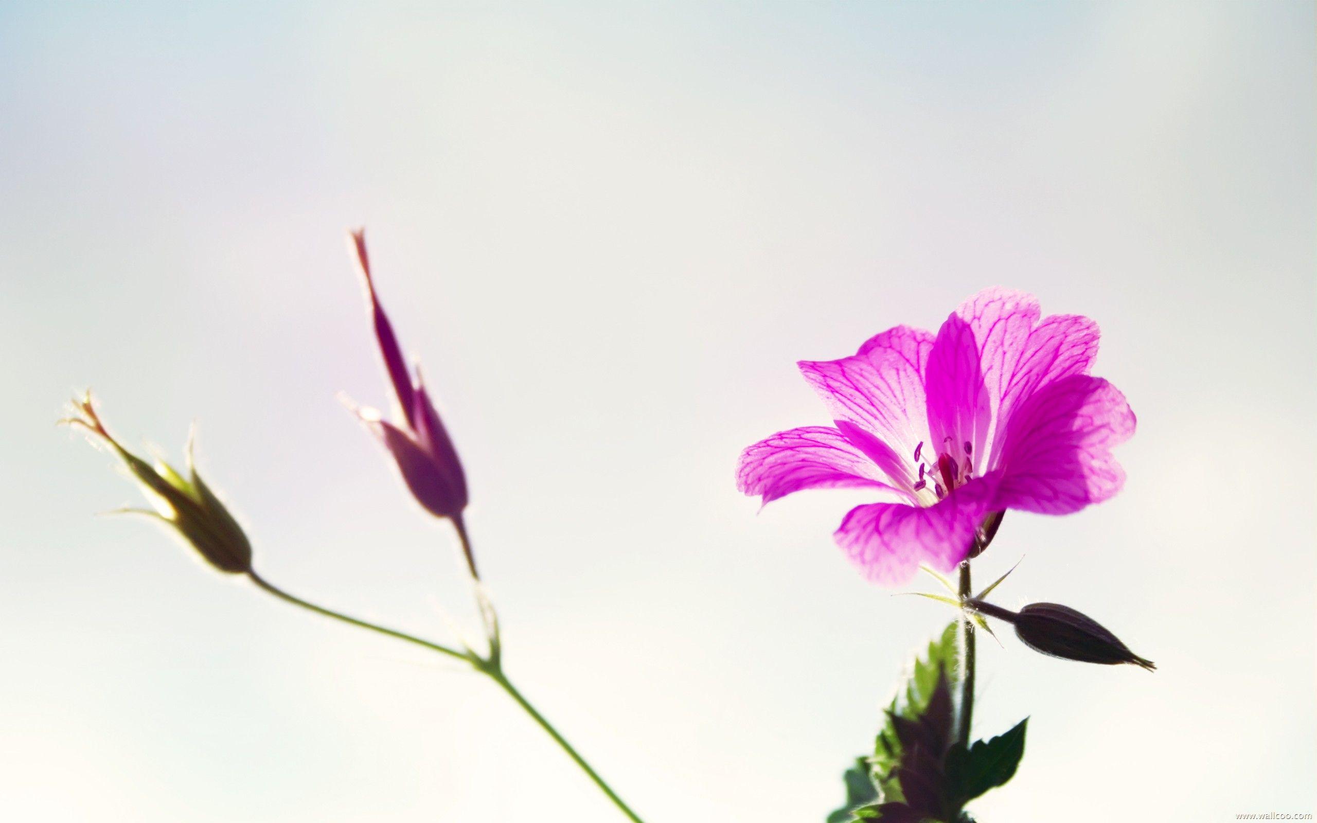 Flower Picture Art, Purple Flowers on Light White Background