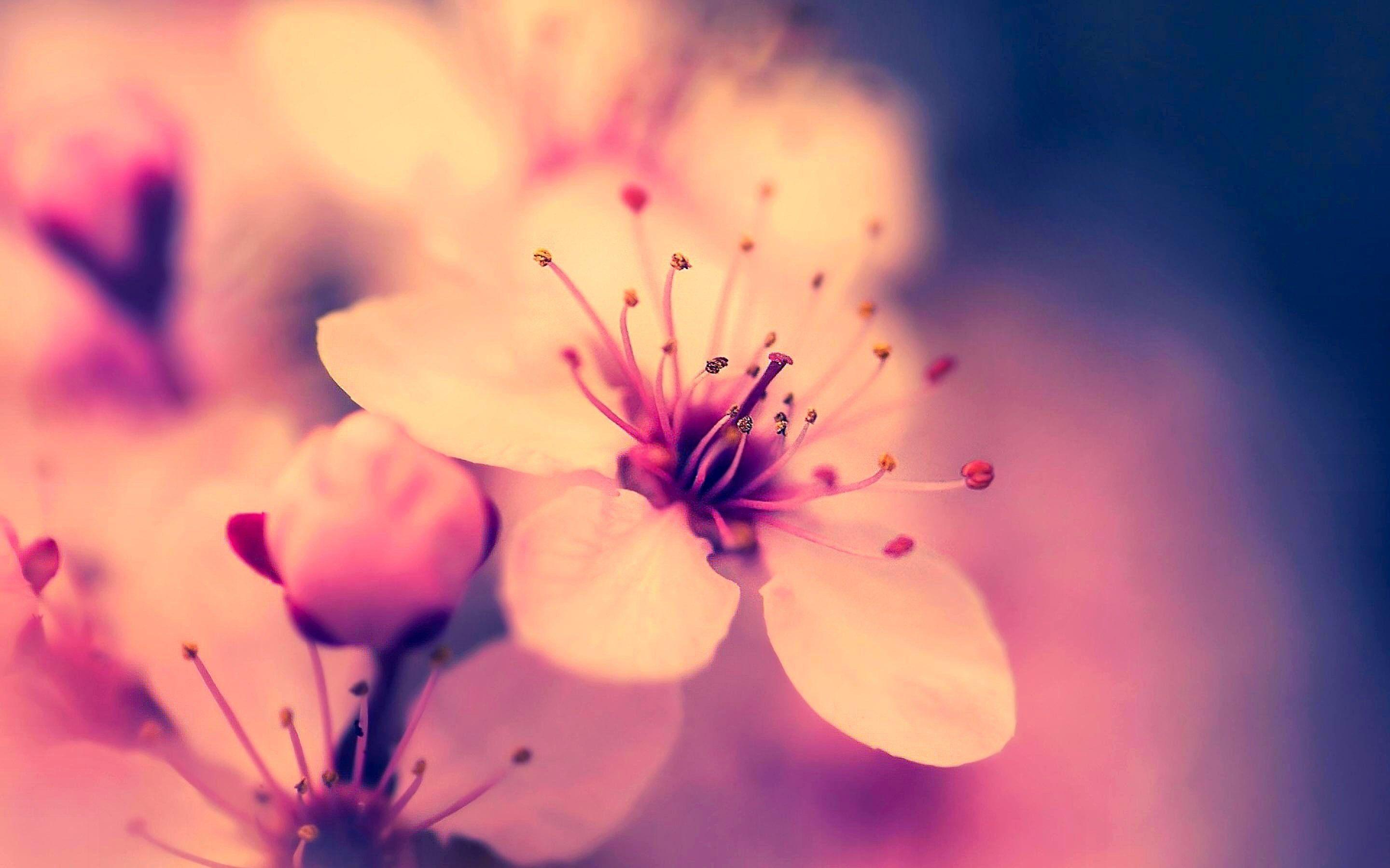 Sakura Flower Wallpaper HD wallpaper search