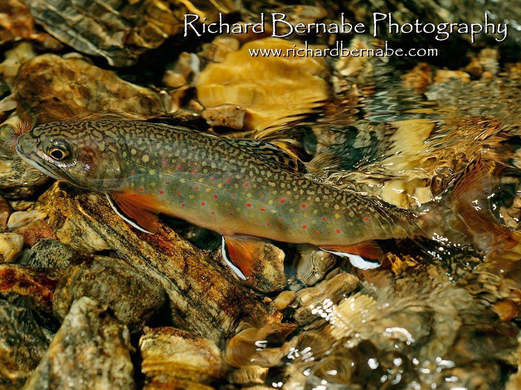 Trout Wallpapers - Wallpaper Cave