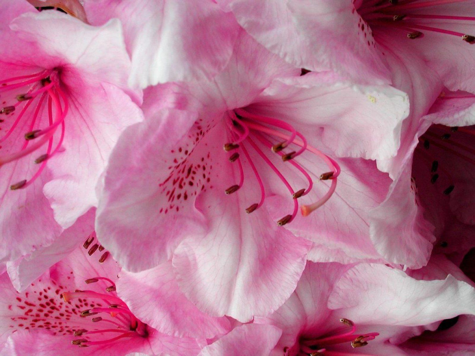 Beautiful Pink Flower Wallpaper Desktop Wallpaper. Green HD Wallpaper