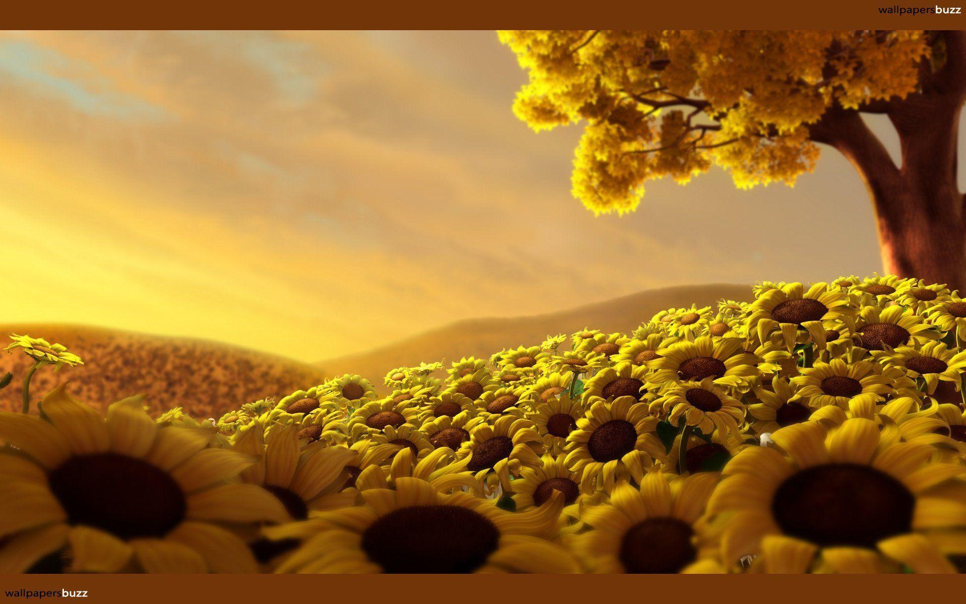 gorgeous sunflowers wallpaper Search Engine