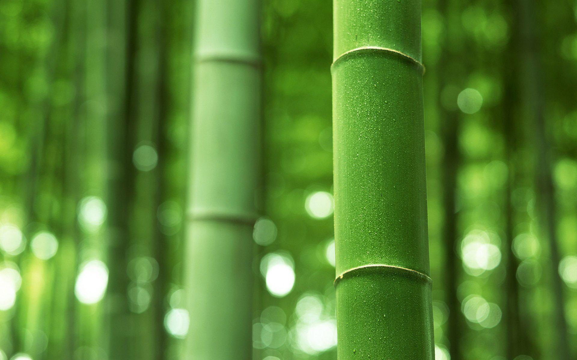 Green bamboo wallpaper Wallpaper Wallpaper 85344