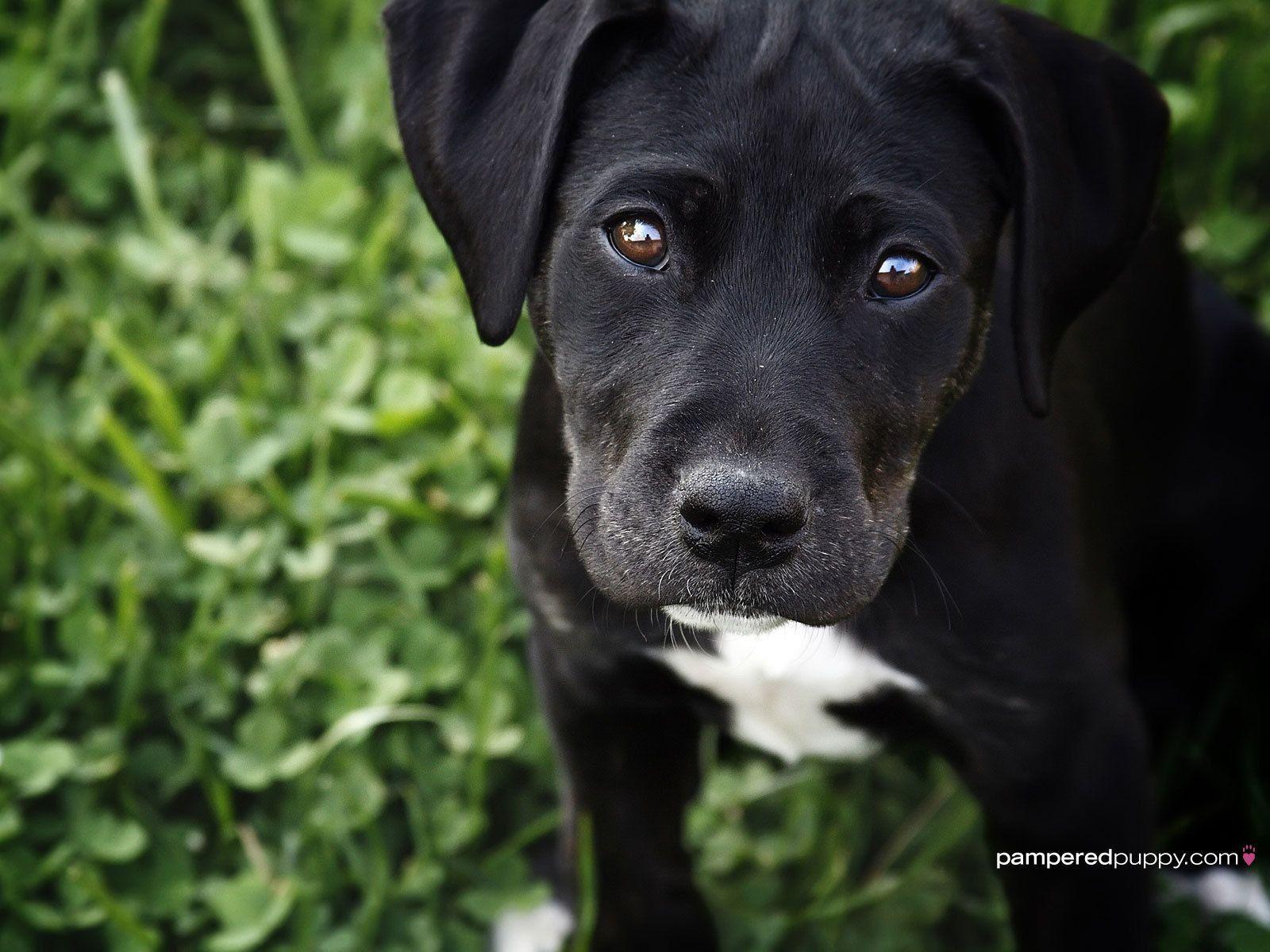 Black Lab Puppy Wallpapers 