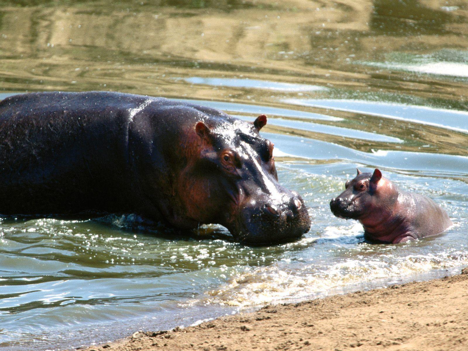 Hippos image Hippo Wallpaper HD wallpaper and background photo
