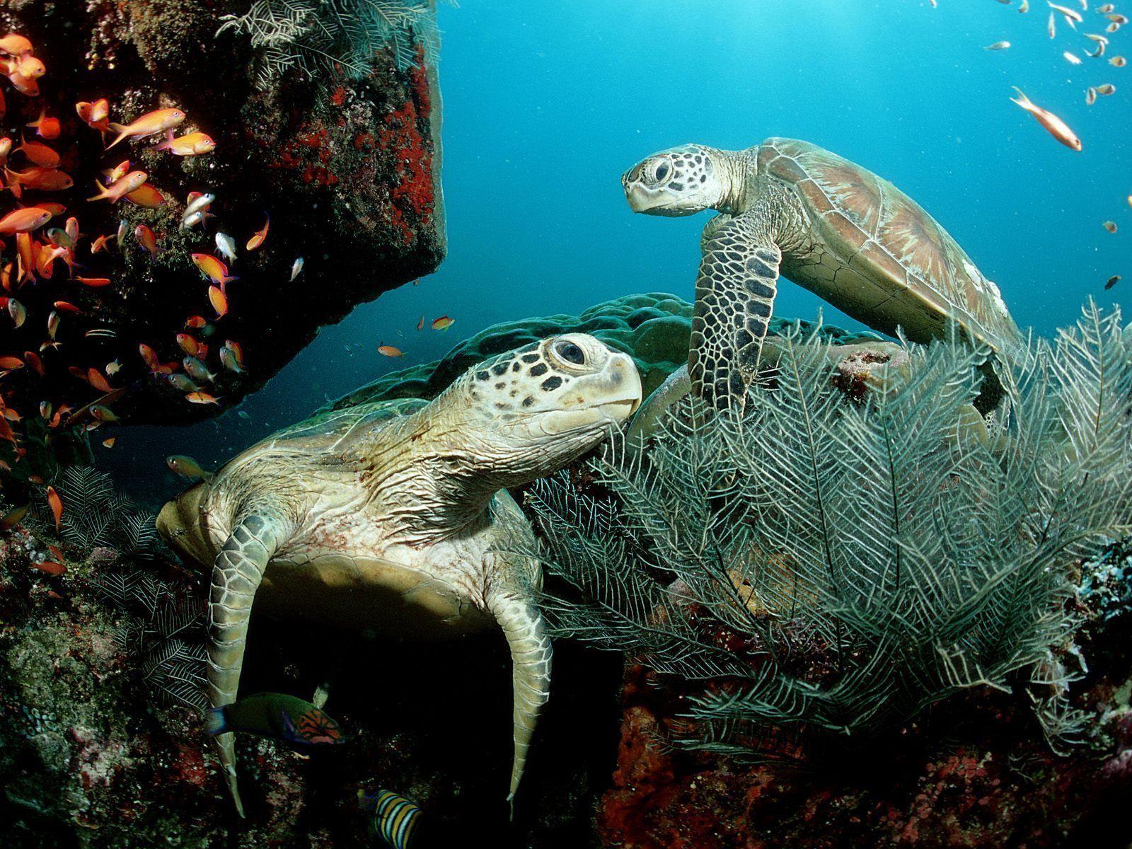 Green Sea Turtle wallpaper