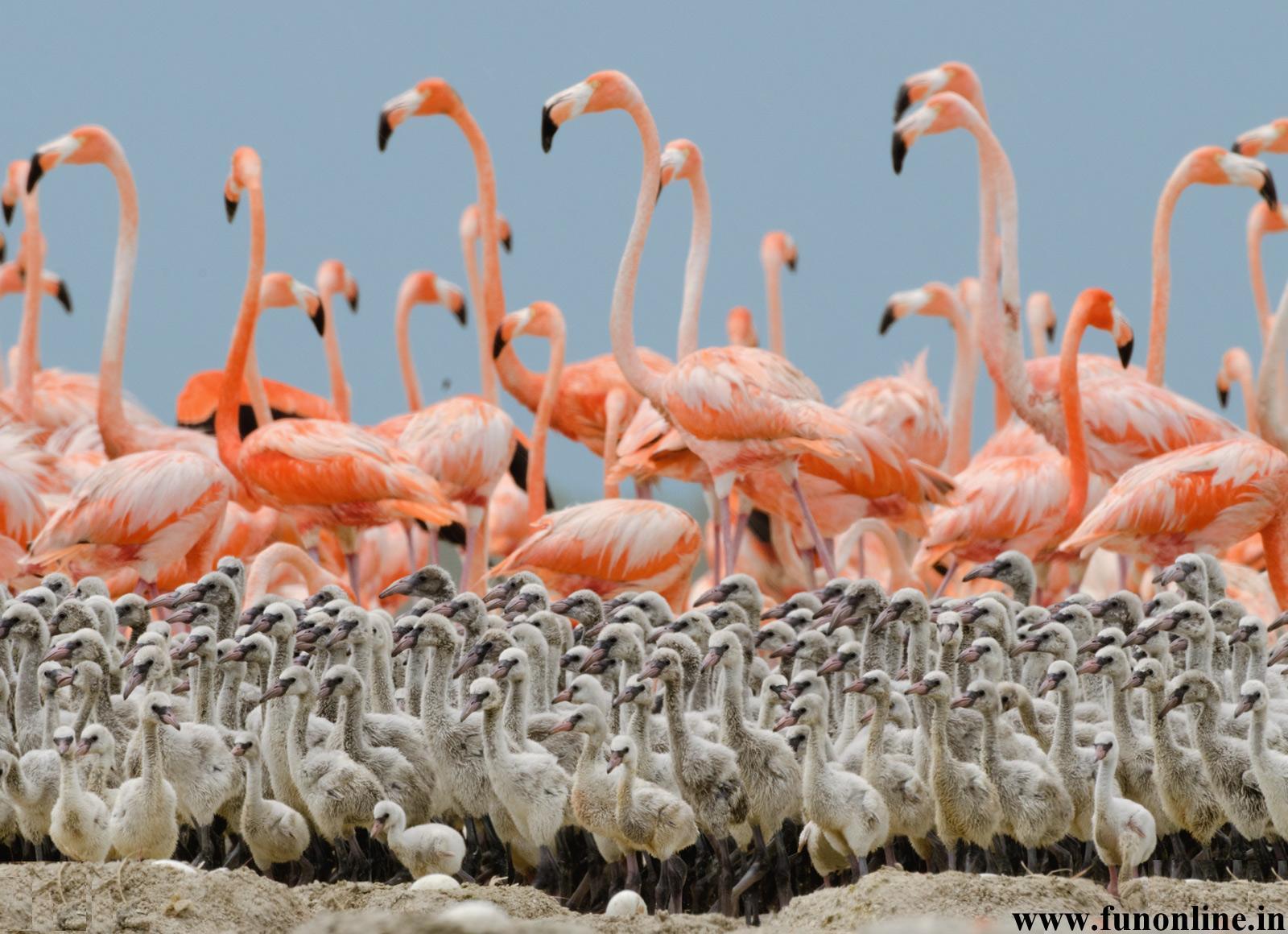 Flamingo Wallpaper, Download Free Caribbean Flamingos HD