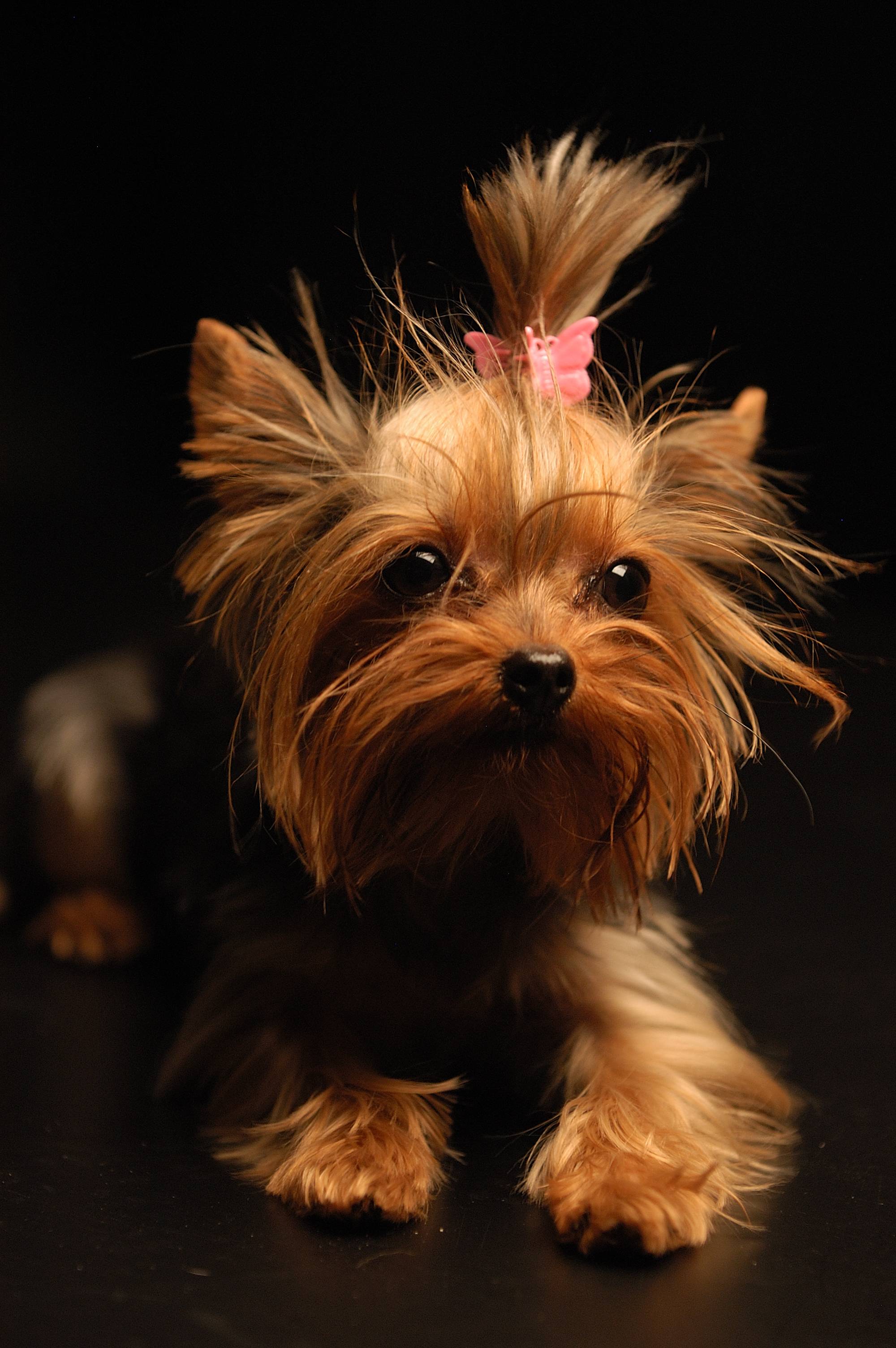 Yorkshire Terrier, the free encyclopedia