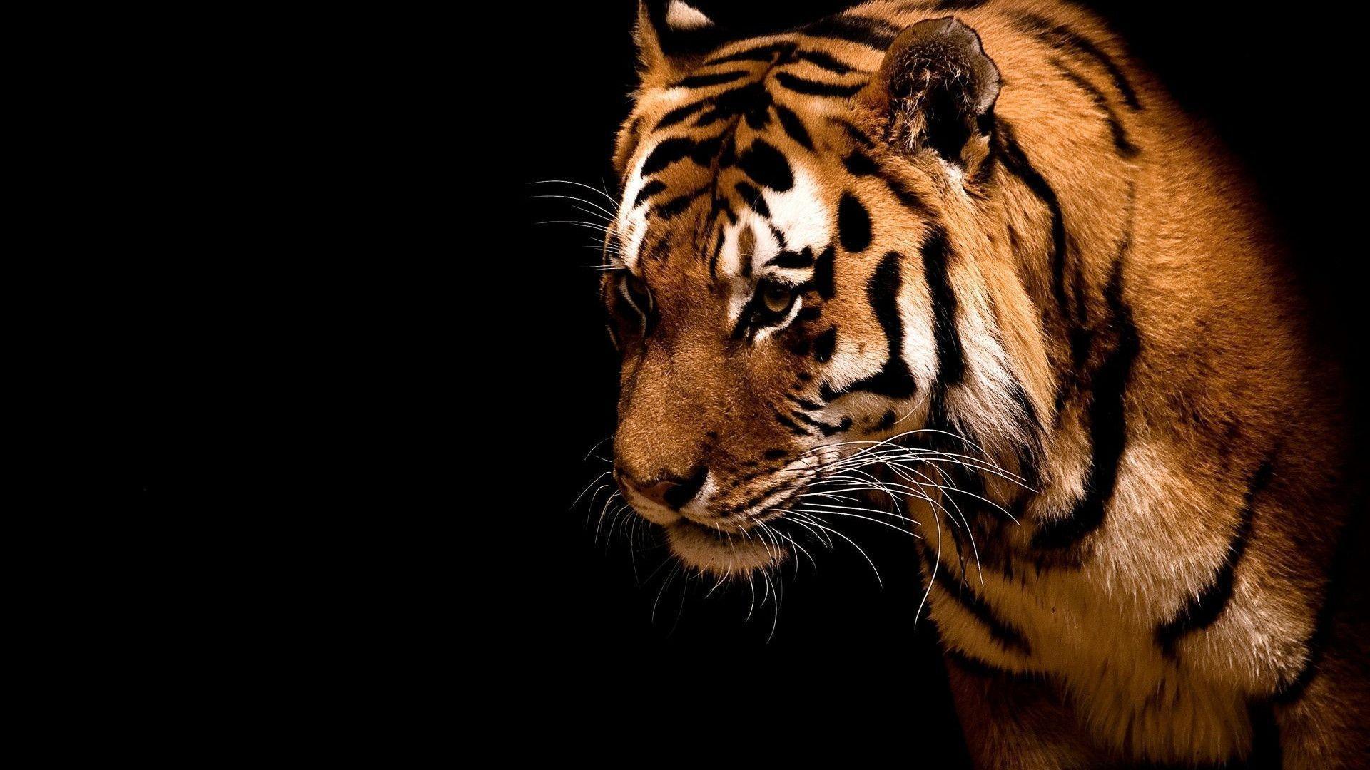 Tiger in the dark desktop PC and Mac wallpaper