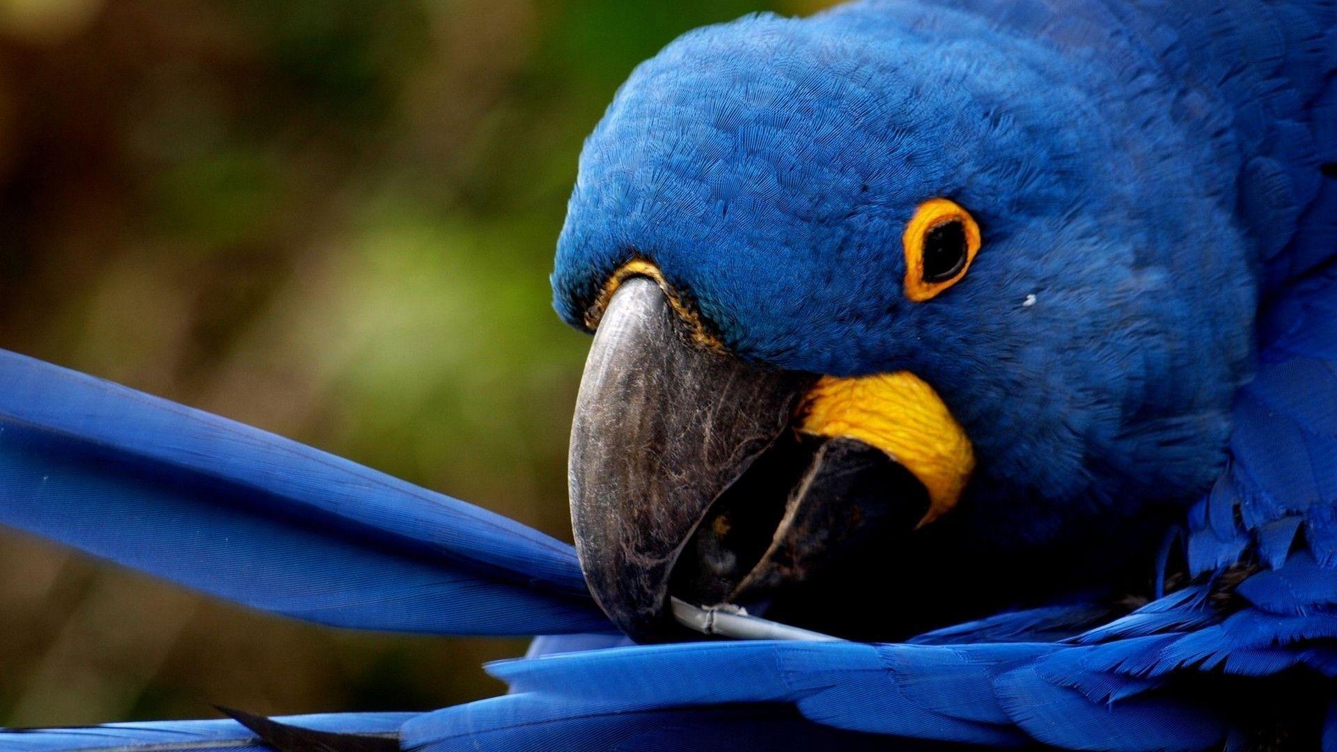 Flowers For > Hyacinth Macaw Wallpaper