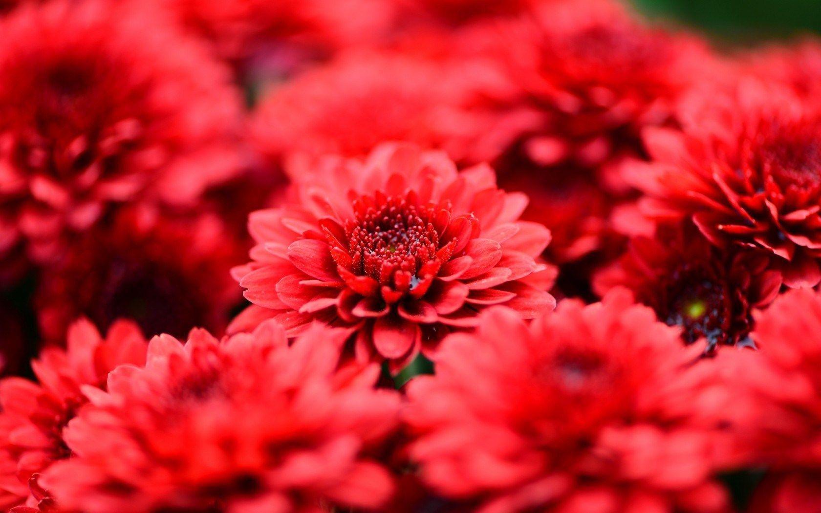 Chrysanthemums Red Flowers Petals Bouquet Close Up HD Wallpaper