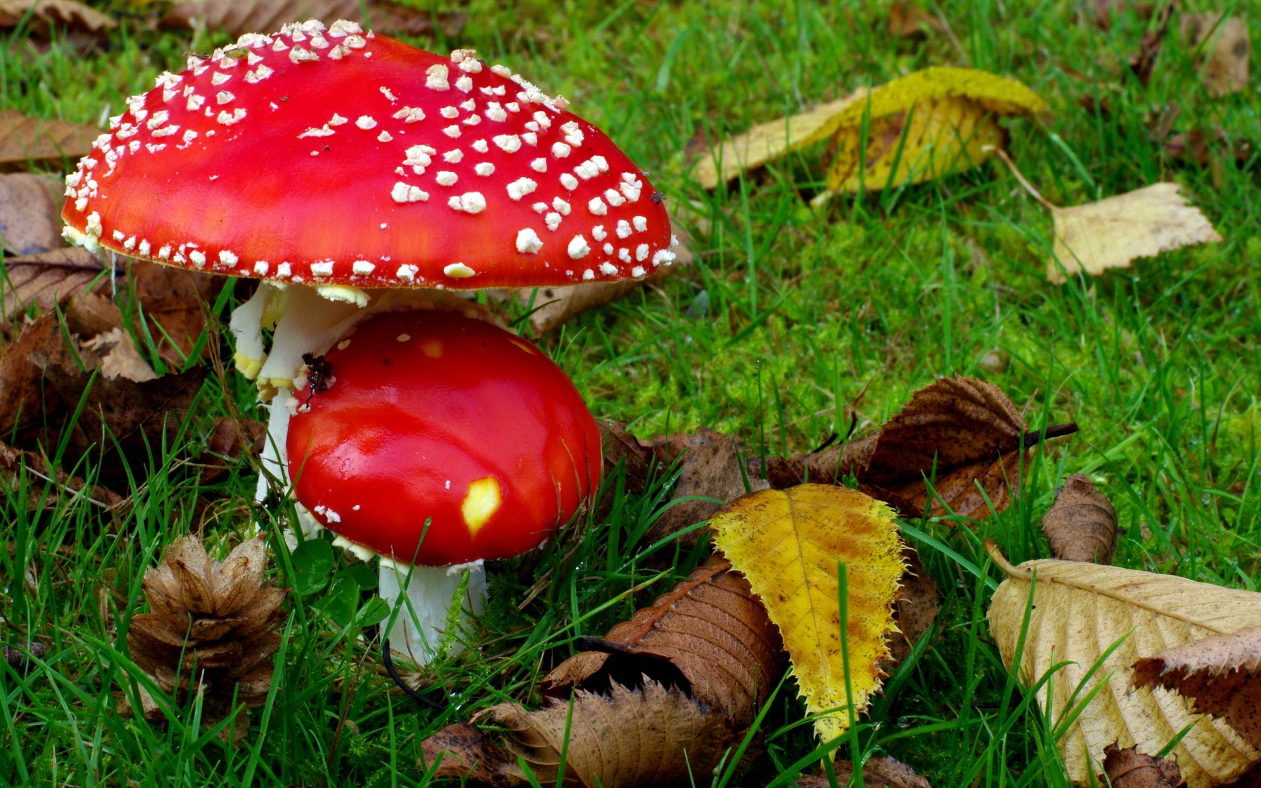 Nature Mushrooms Two Mushroom