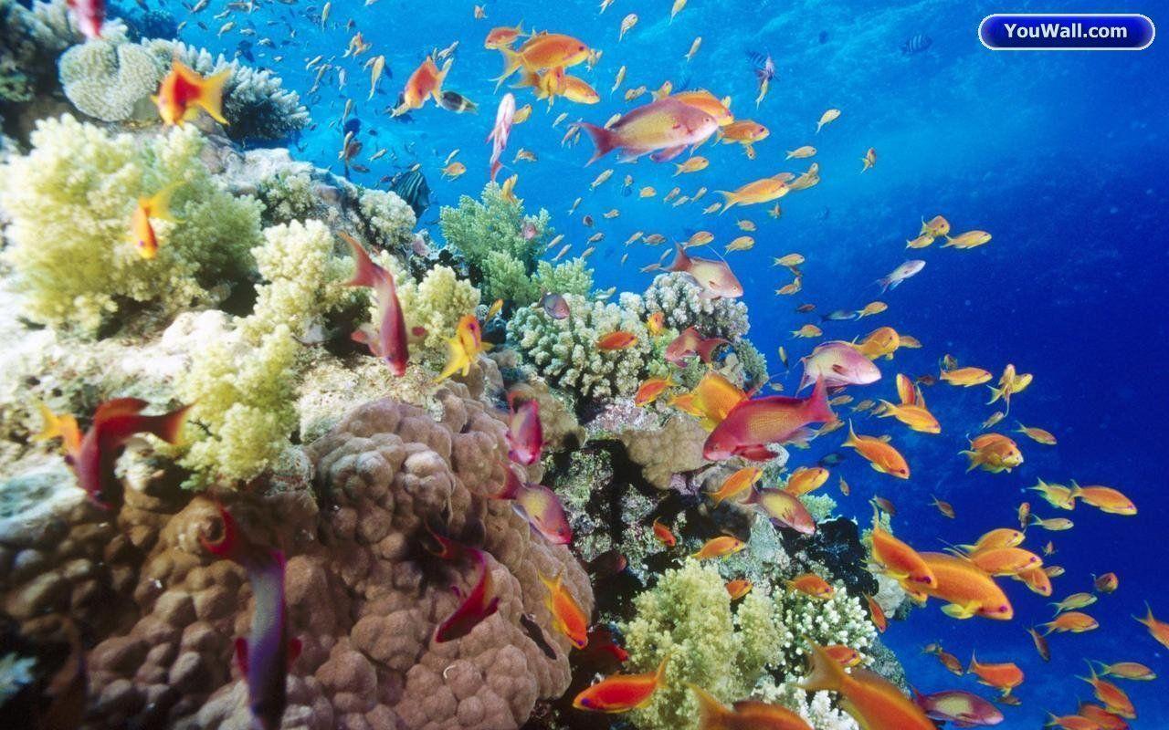 Under The Sea Wallpaper. Photo Collection Arts