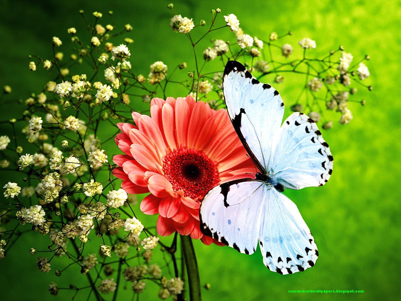 Beatiful Butterflfy On Flowers Wallpaper 2013 HD For Android