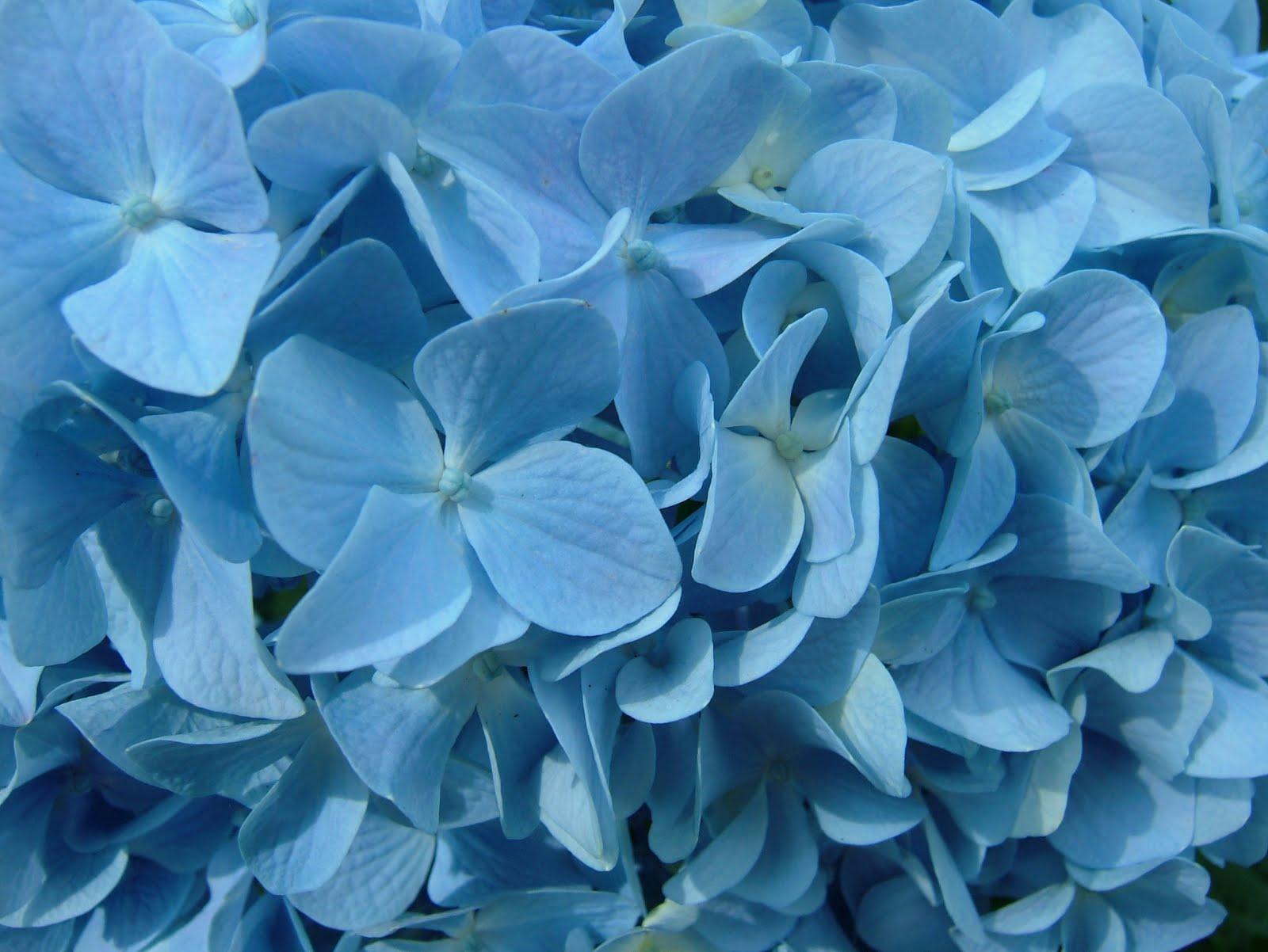 Blue Hydrangea Flowers HD Desktop Wallpaper High Definition