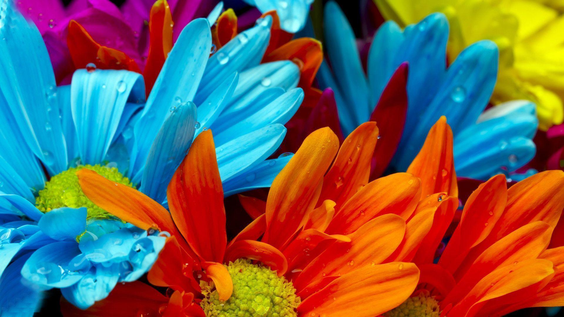 Flowers For > Colorful Flower Wallpaper HD
