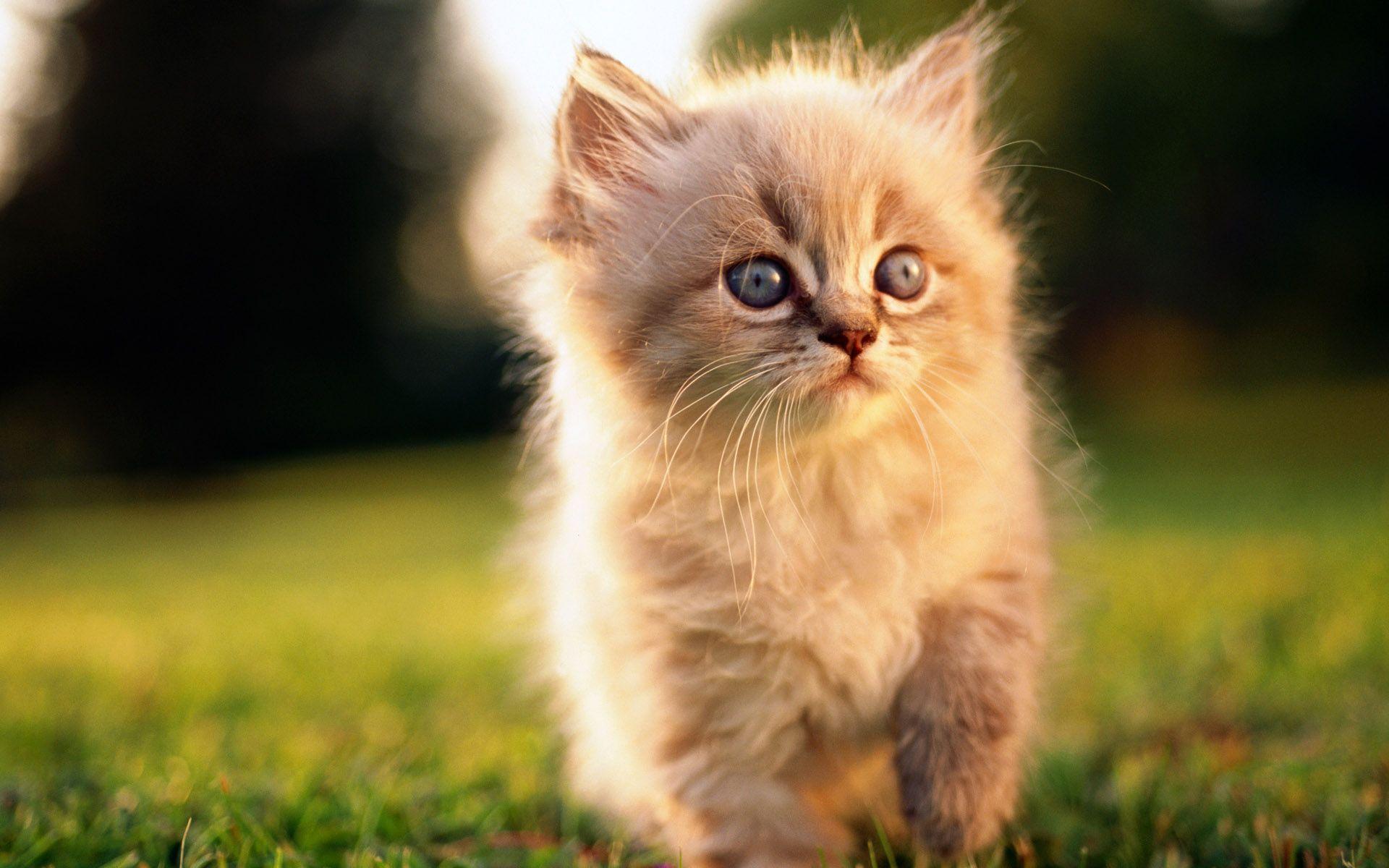 Download Cute Cat Kitty Kitten Wallpaper. Full HD Wallpaper