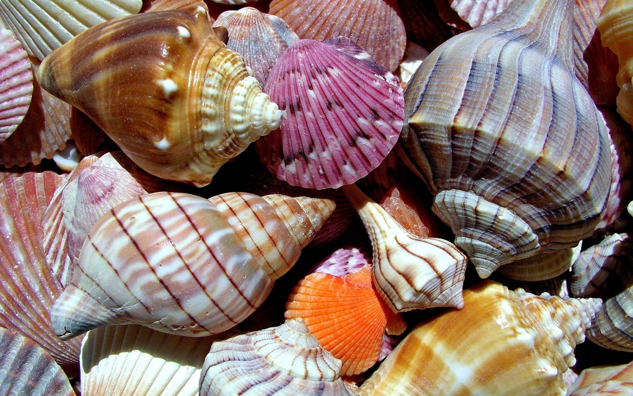 image For > Seashells Wallpaper