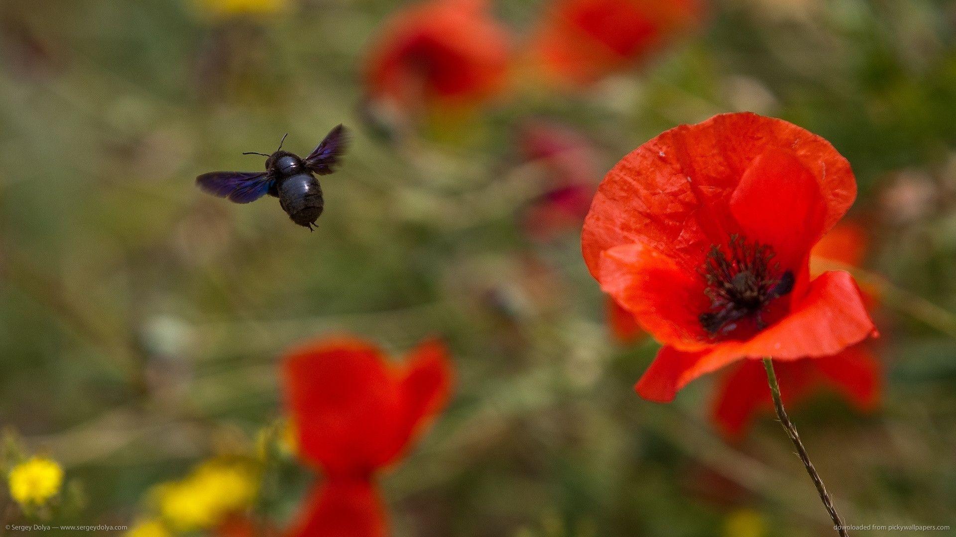 Download 1920x1080 Bug And Red Poppy Wallpaper