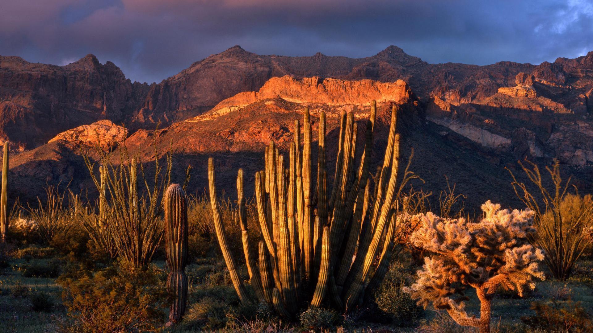 HD Organ Pipe Cactus National Park In Arizona Wallpaper. Download