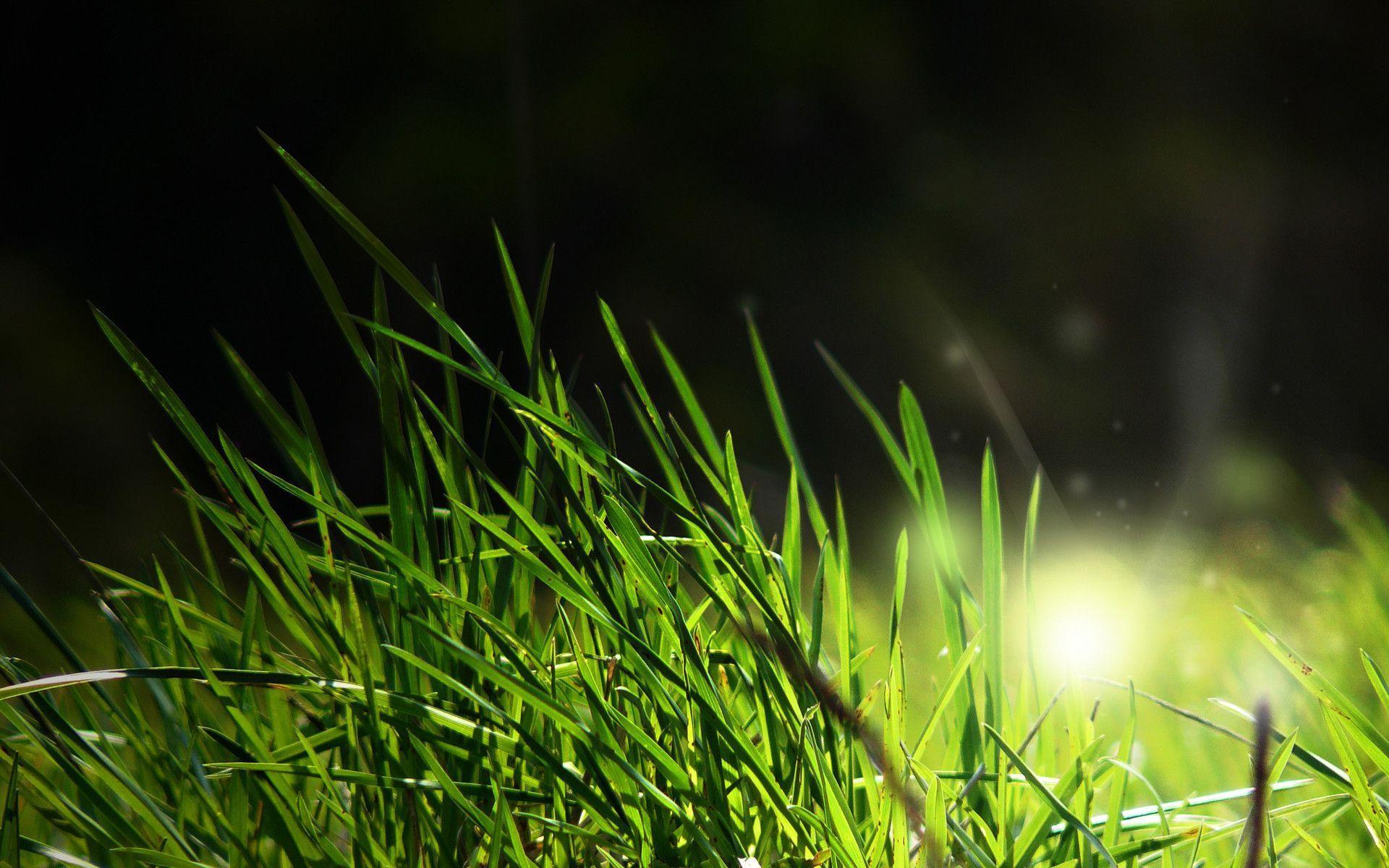 Is For Grass Fresh New HD Wallpaper