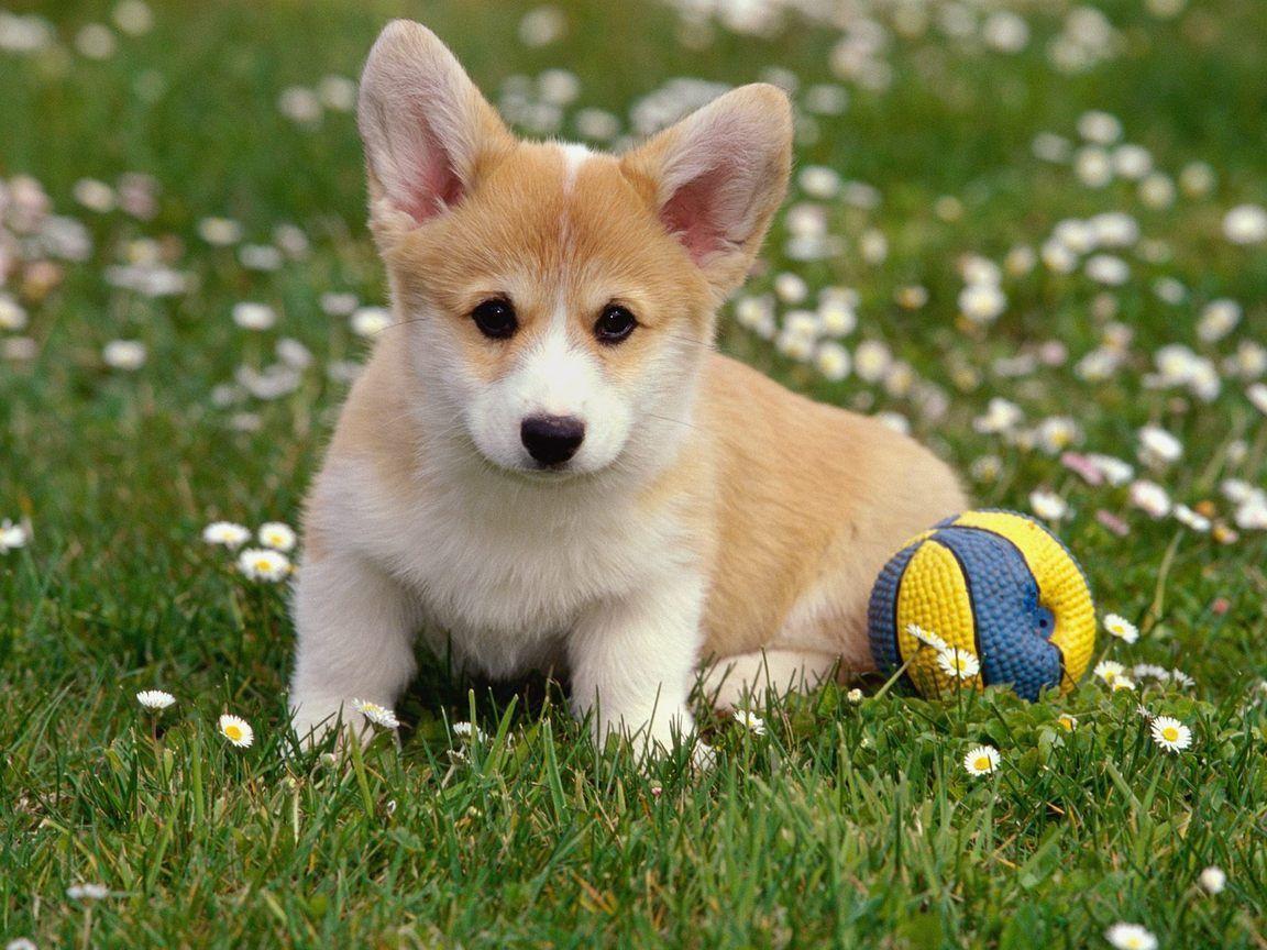 Lovely puppy Corgi Wallpapers for your Computer Desktop