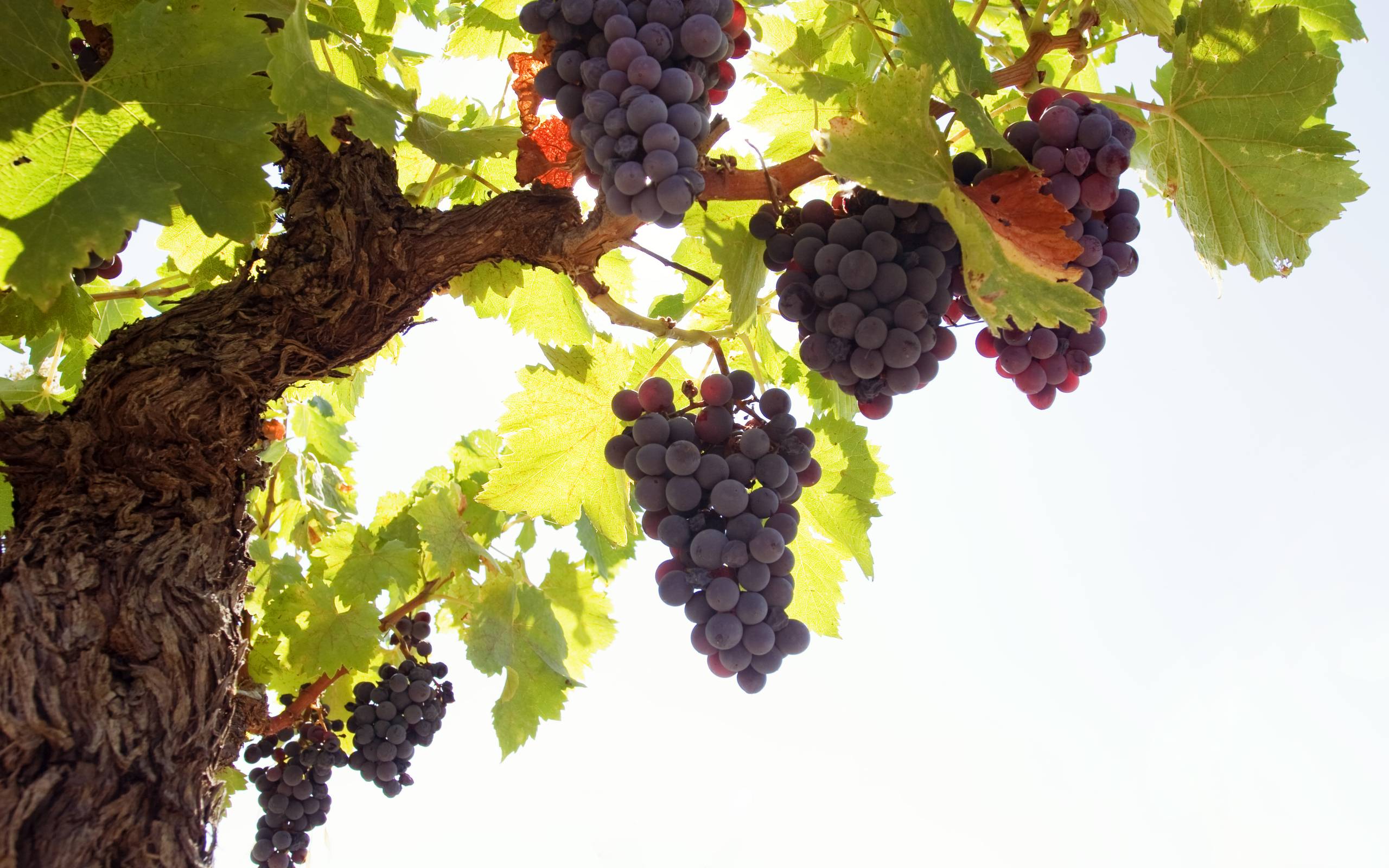 Grapes Wallpaper. Sky HD Wallpaper