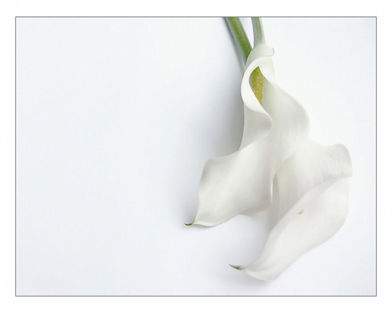 Beautiful White Flowers Wallpaper