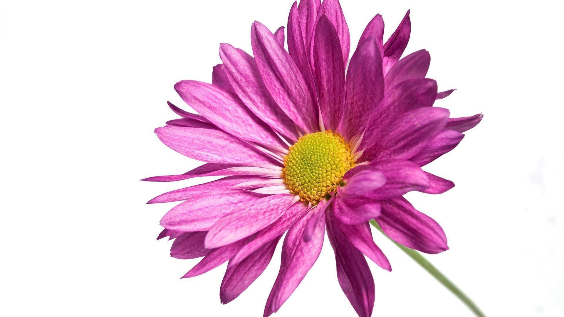 Wallpaper For > Hot Pink Daisy Background