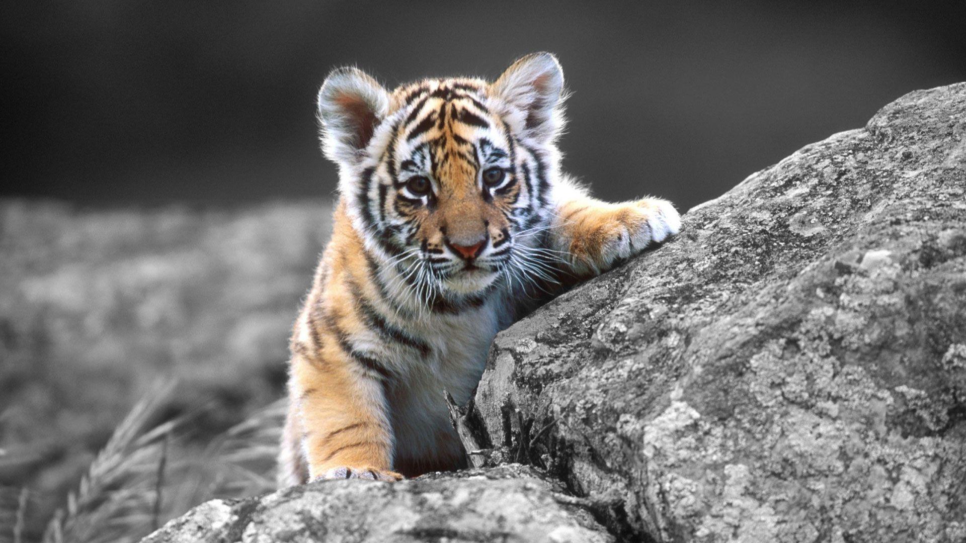 Cute Baby Tigers Wallpaper HD Image 3 HD Wallpaper