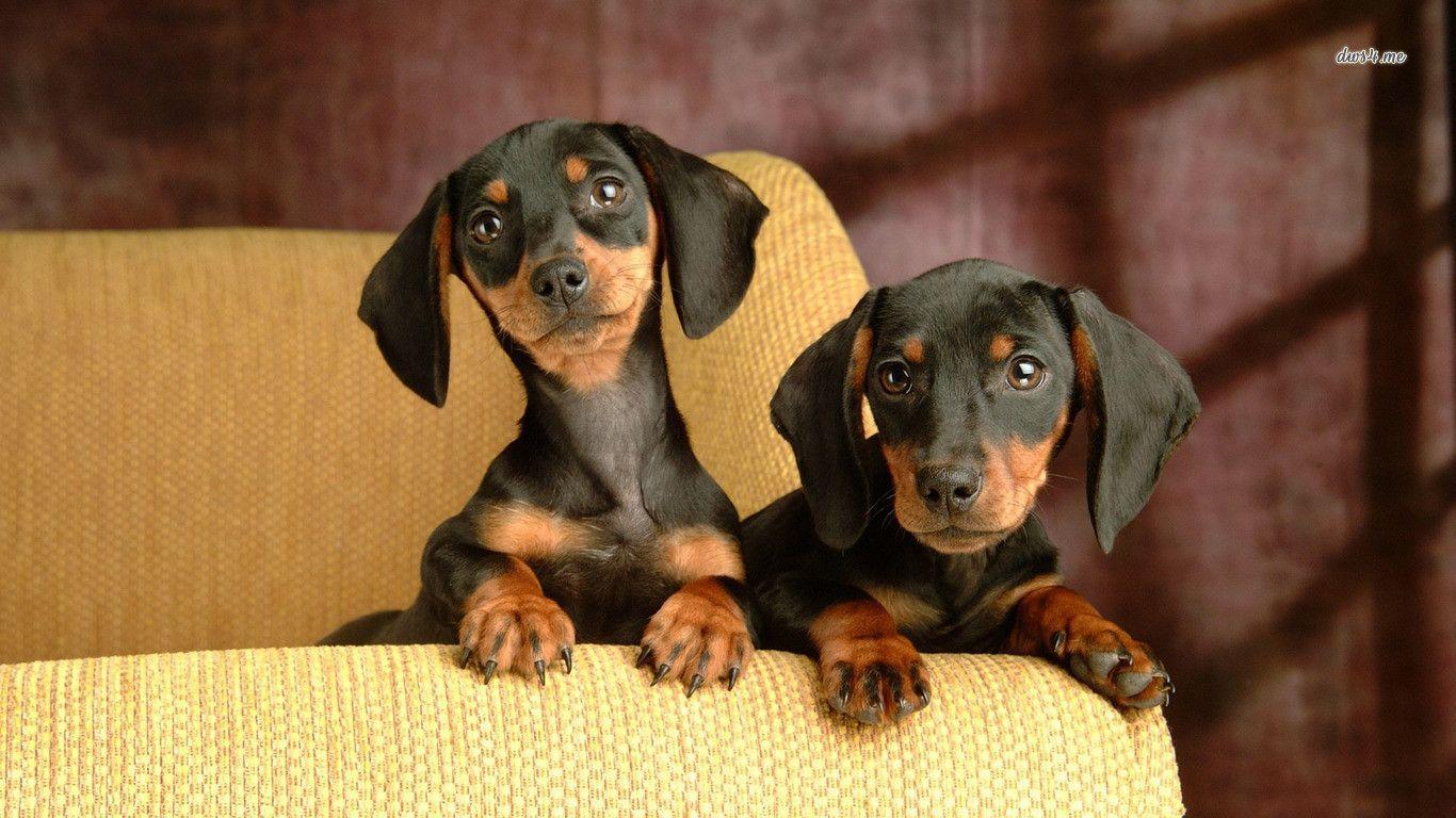 Dachshund Wallpapers - Wallpaper Cave