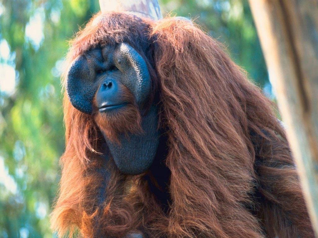 Desktop Wallpaper · Gallery · Animals · Bornean Orangutan. Free