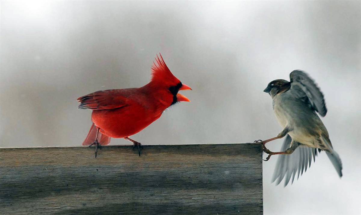 Northern Cardinal Birds HD Wallpaper. Northern Cardinal Birds