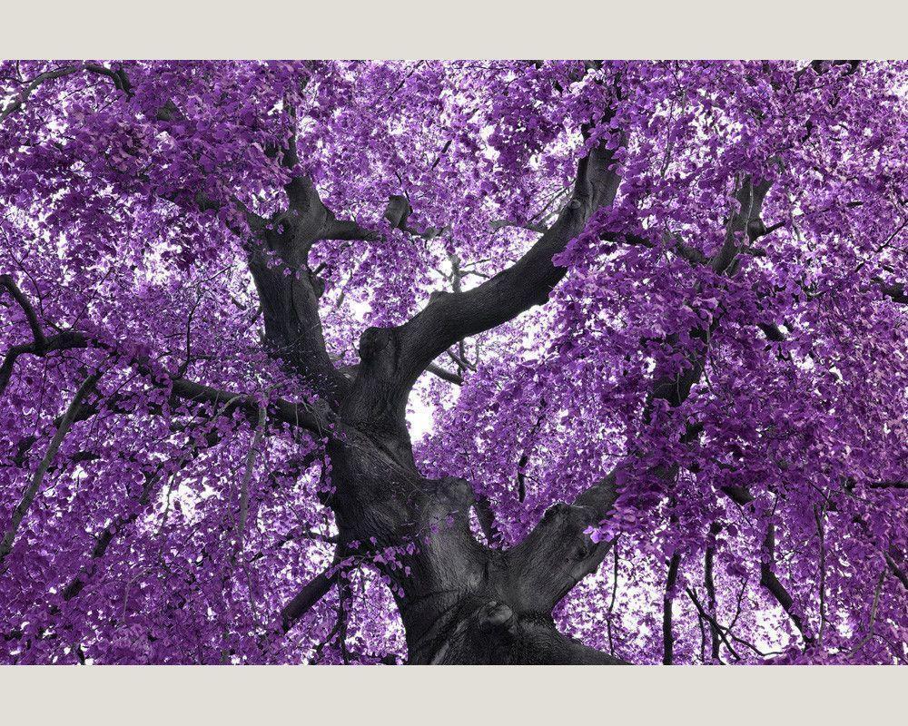 purple tree background