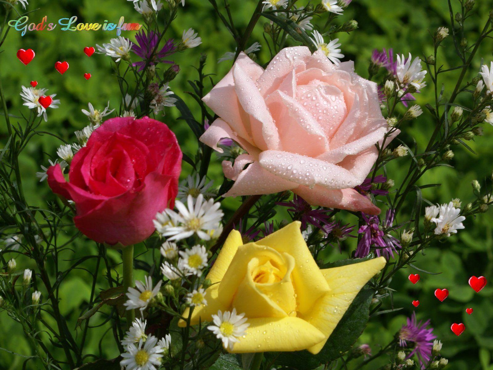 Most Beautiful Flowers Wallpaper. pic4pick