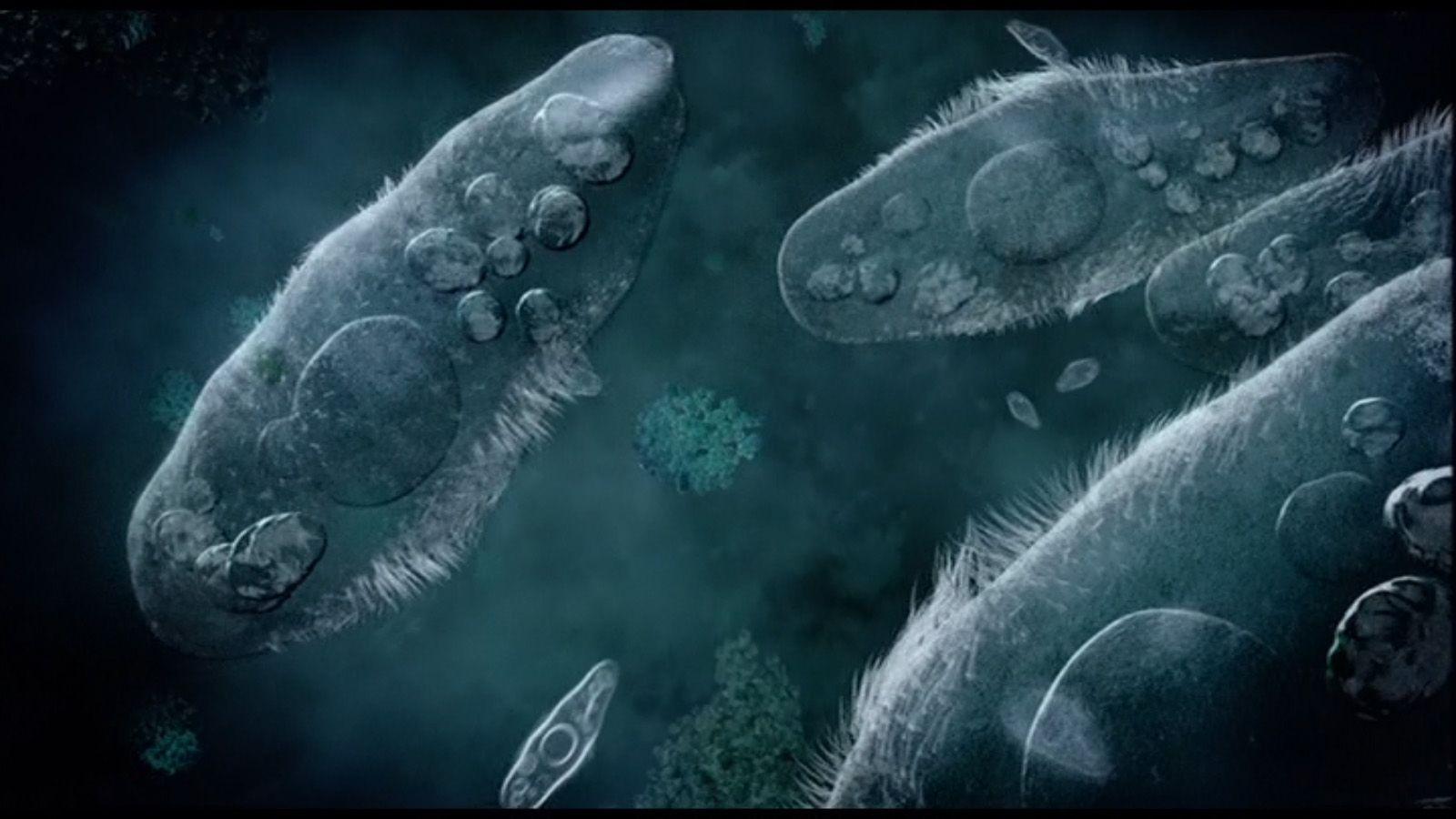 Красивые микроорганизмы