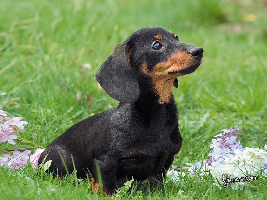 Dachshund dog in the grass photo and wallpaper. Beautiful