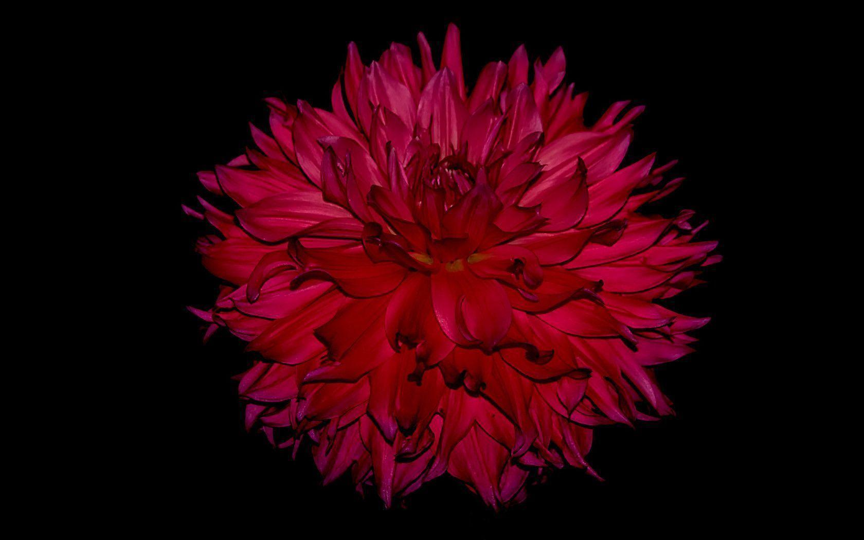 Wallpaper For > Black And Red Flower Background
