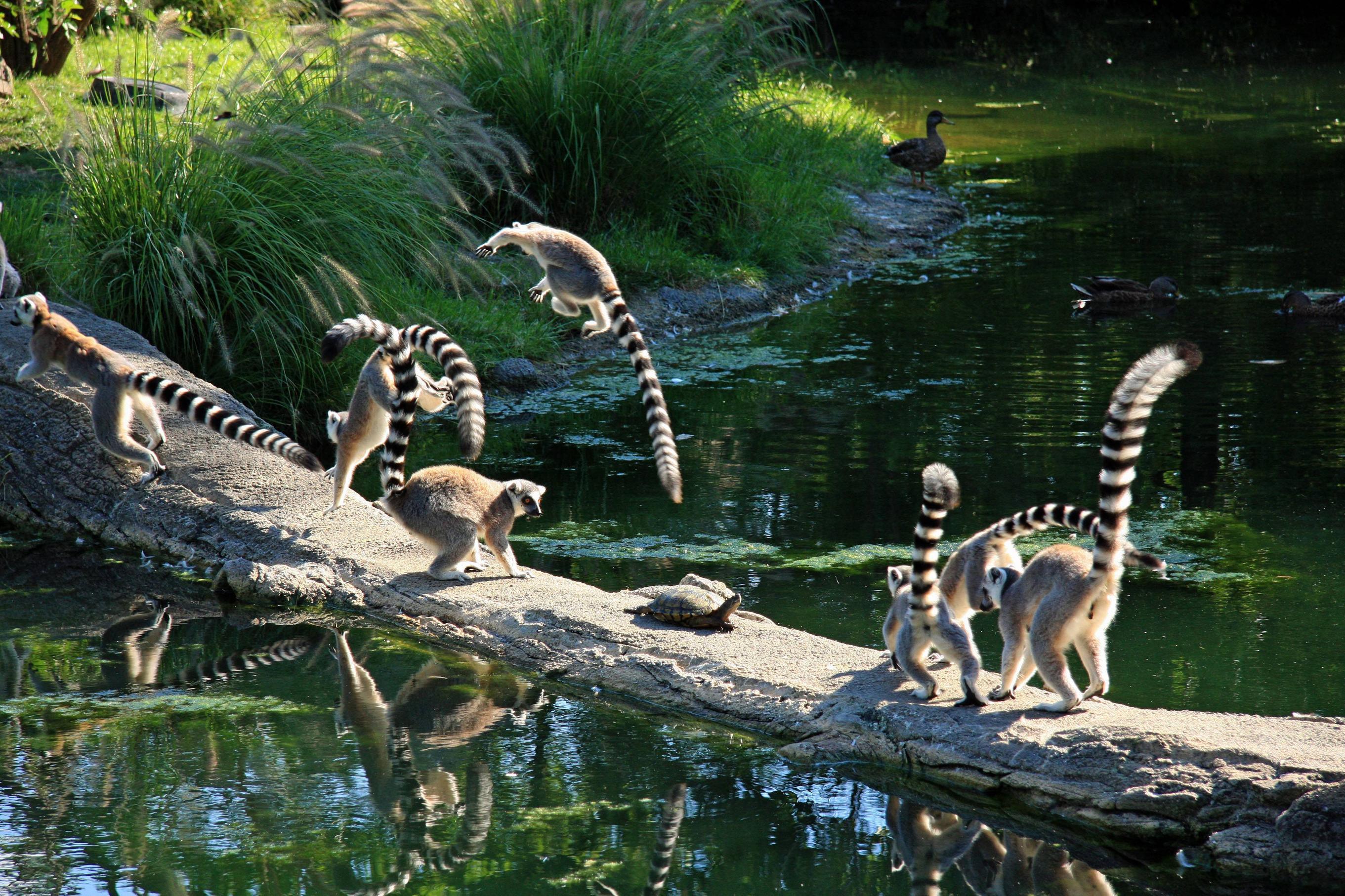 Lemur Computer Wallpaper, Desktop Background 3888x2592 Id: 344869