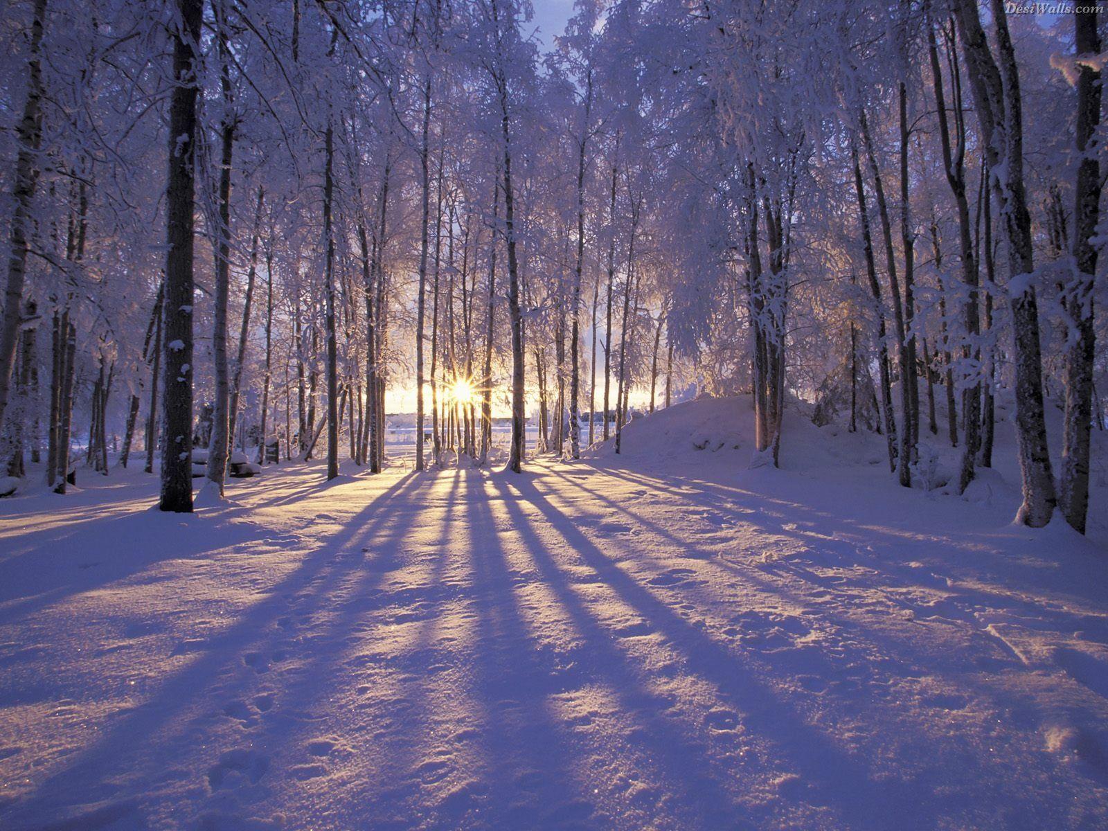 Winter Wallpaper HD Wallpaper