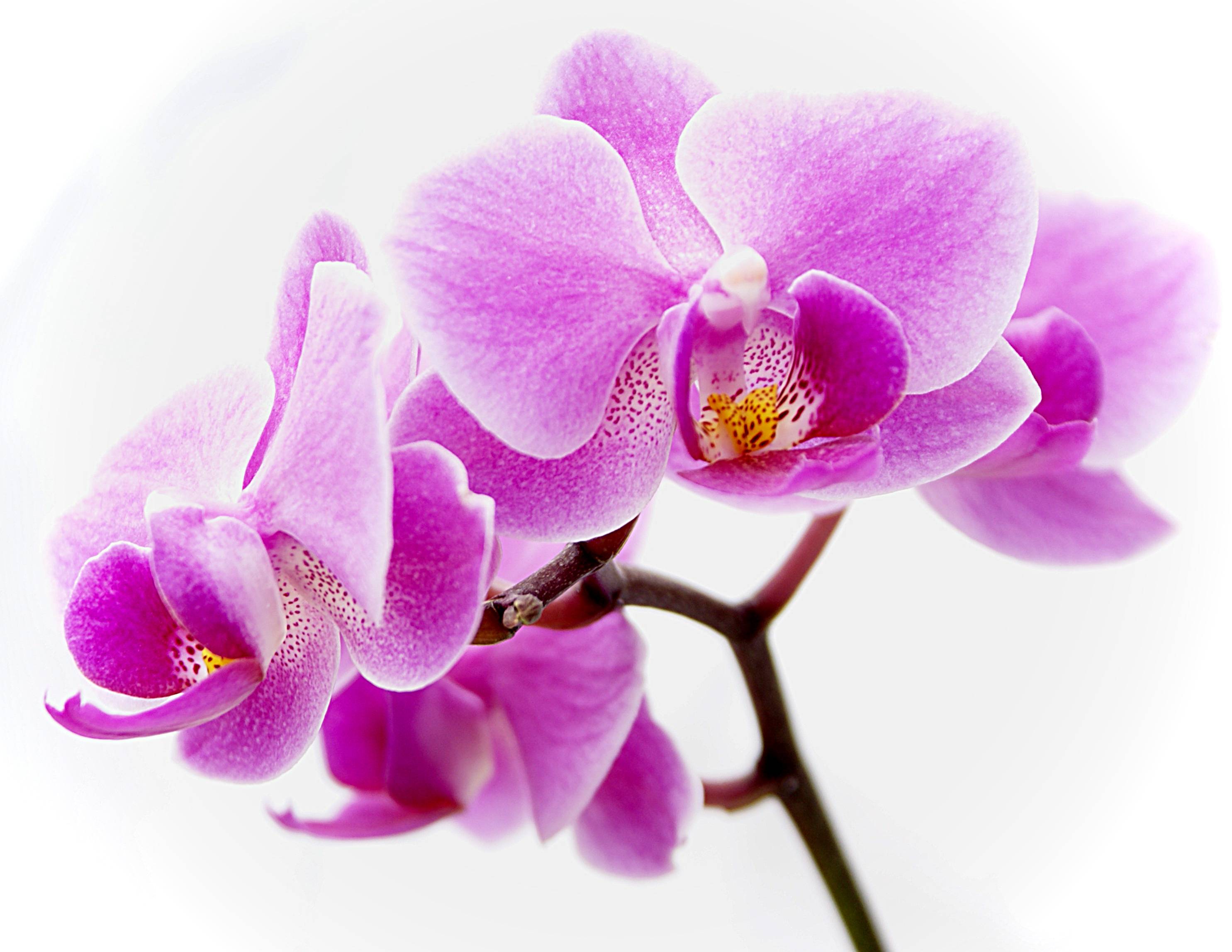 Purple Orchid Flowers Wallpaper