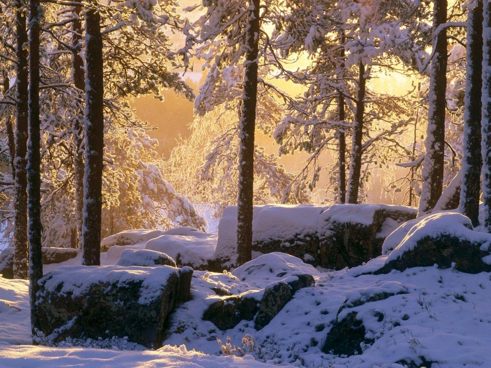 Snowy pine forest wallpapers
