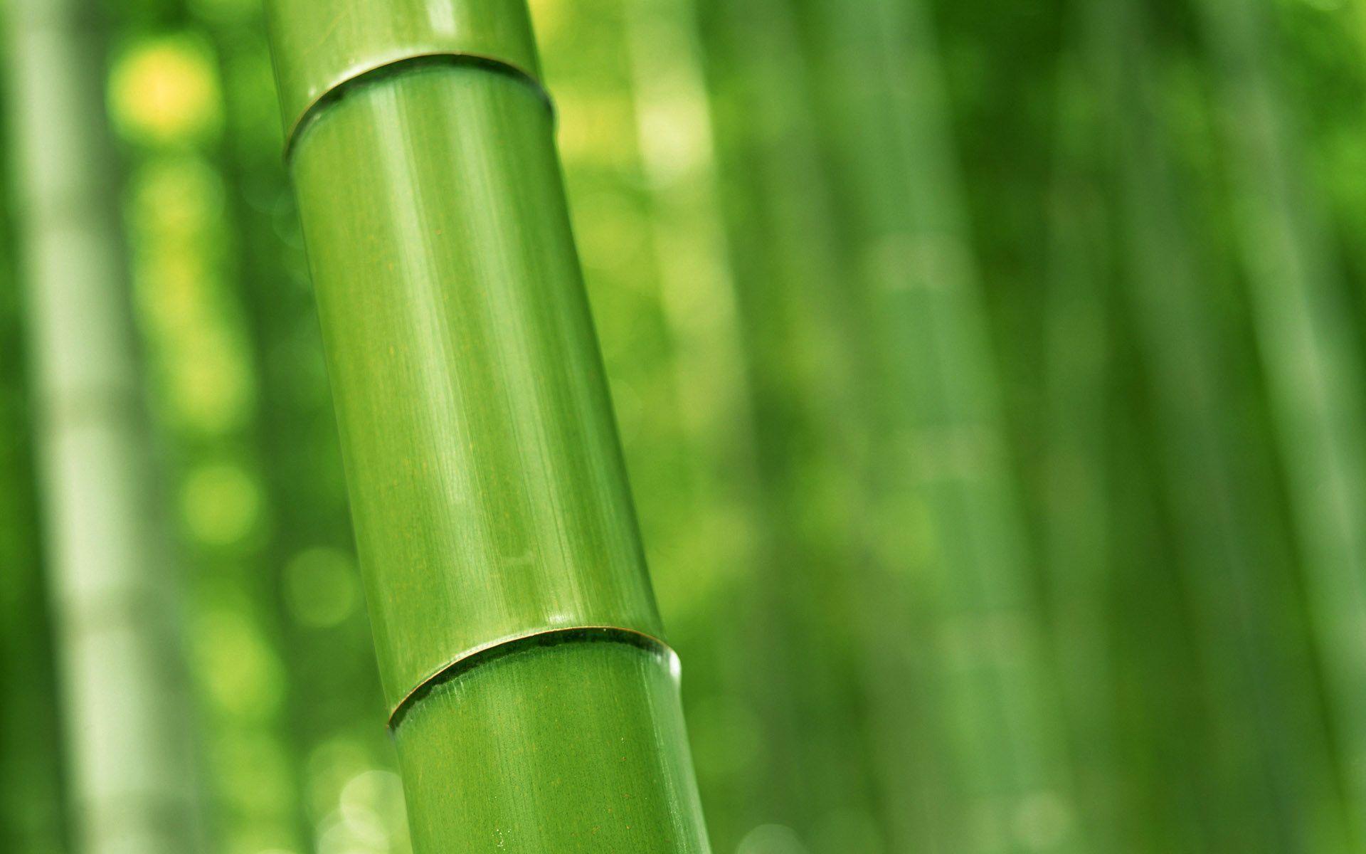 Green bamboo wallpaper Wallpaper Wallpaper 85345