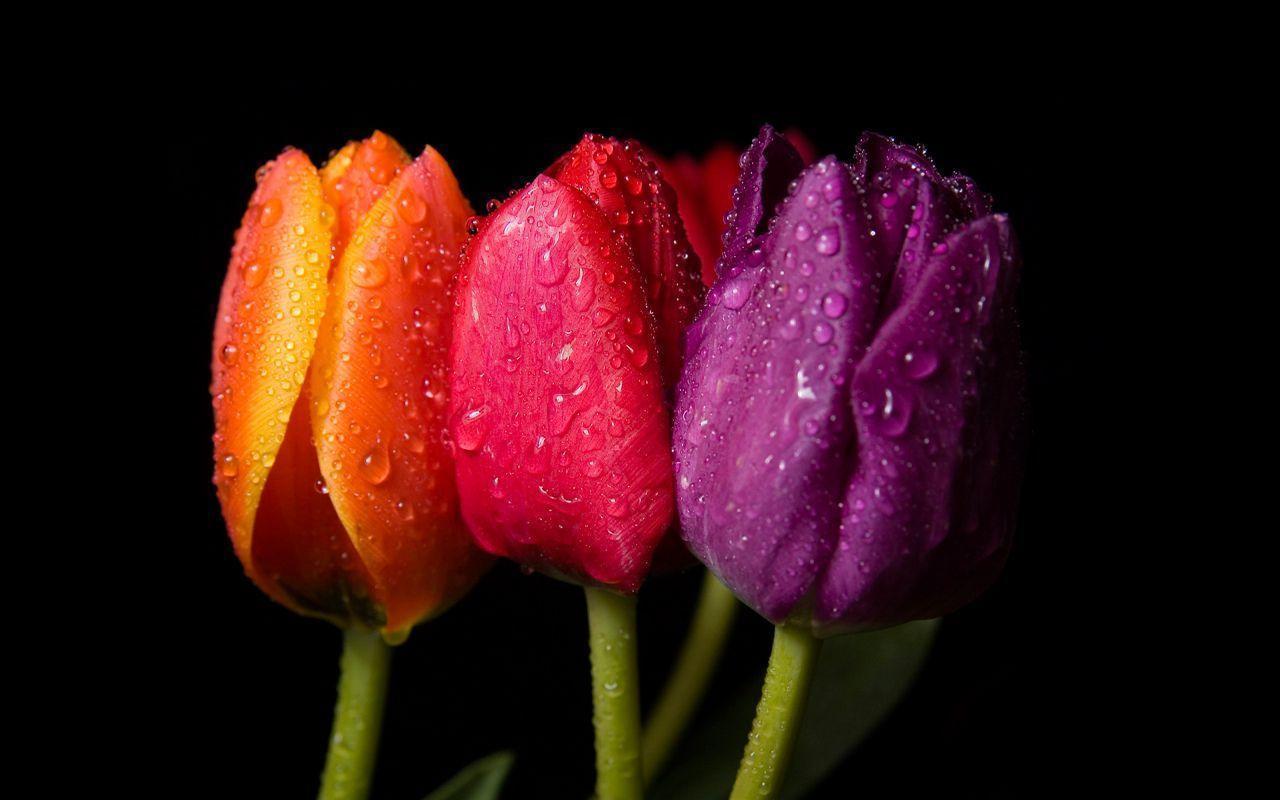Spring flowers on black background free beautiful wallpaper
