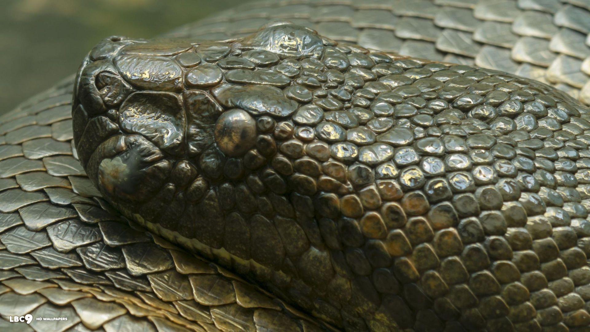 Anaconda Wallpaper 3 7. Reptiles And Amphibians HD Background