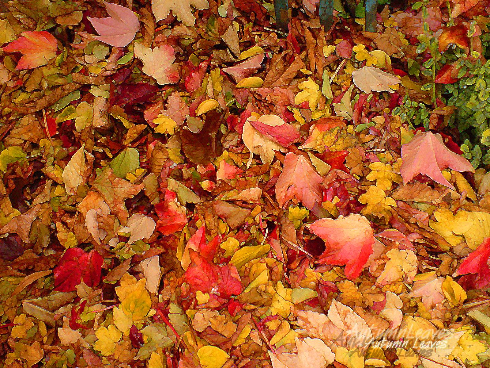 Fall Leaves Wallpaper 30 2014 1600x1200 HD Wallpaper for Wallpaper
