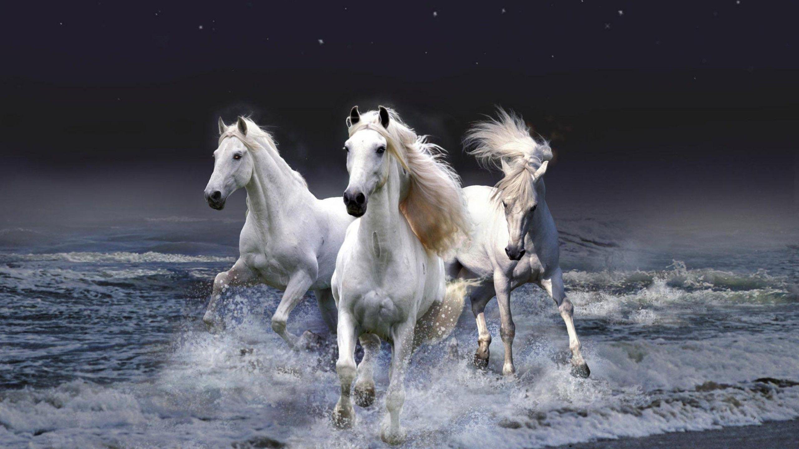 Beautiful White Horses Wallpaper