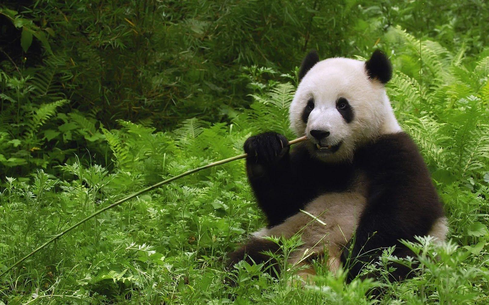 Panda Bear Wallpaper Image & Picture