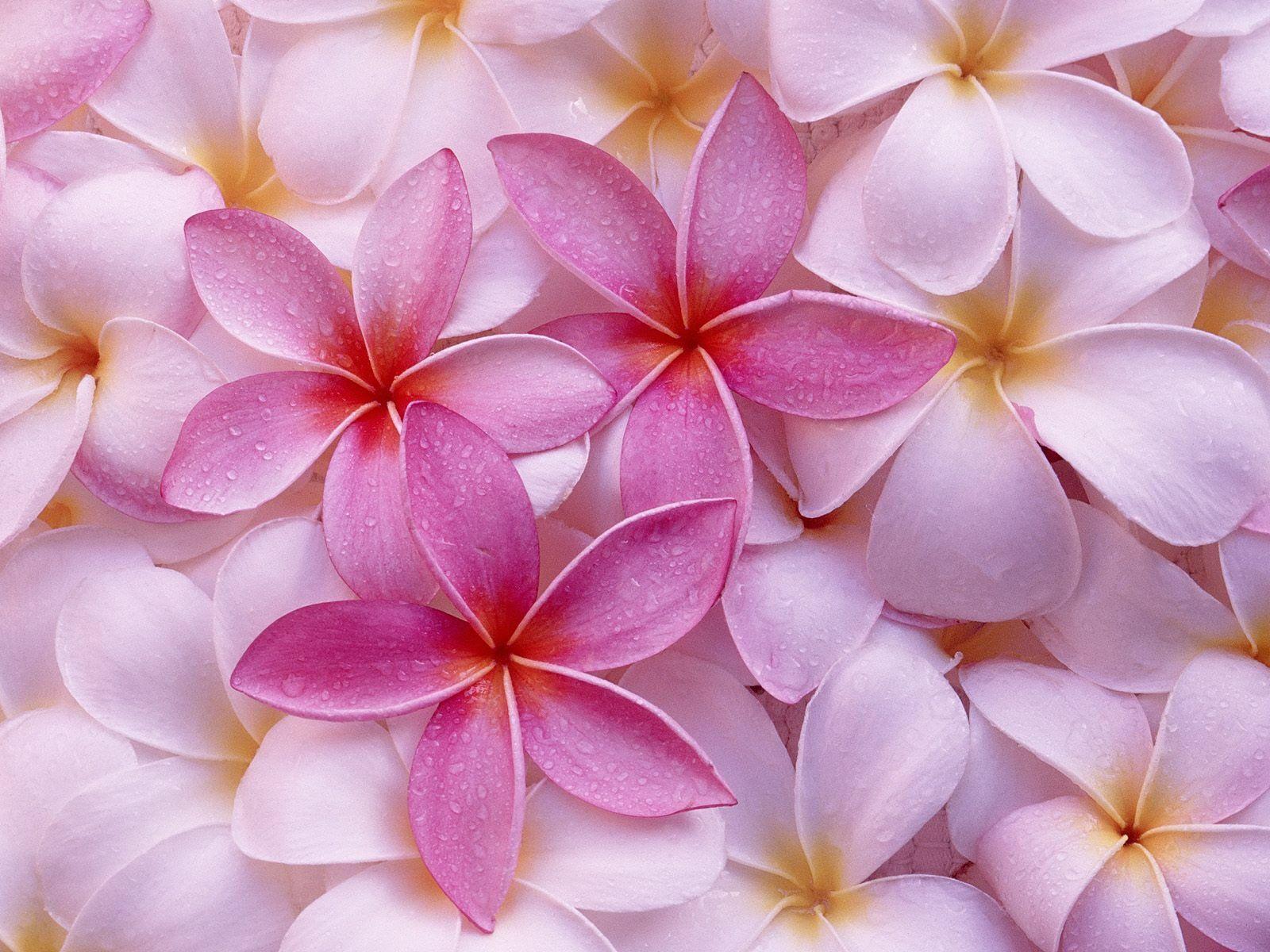 Hawaiian Flowers Backgrounds