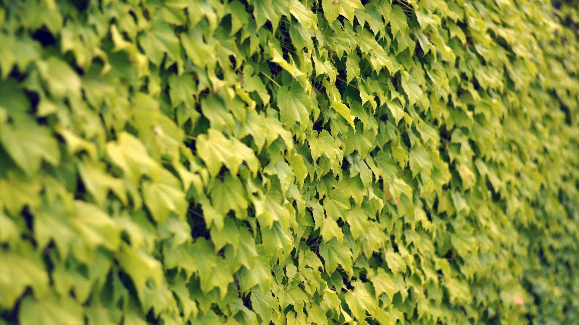 Ivy wall summer Mac Wallpaper Download. Free Mac Wallpaper Download