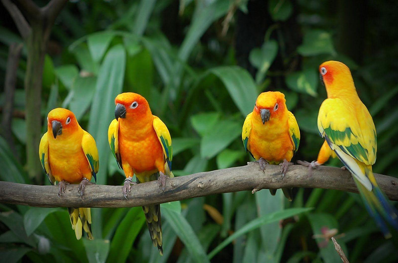 Yellow Birds Wallpaper